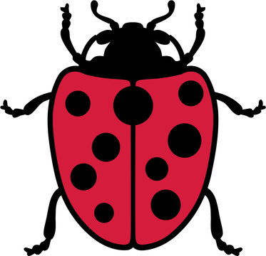 Real Ladybug