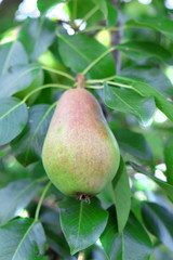 Closeup branch of pear tree