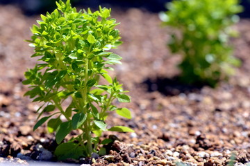 ブッシュバジル