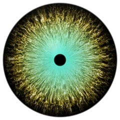 Realistic eye illustration