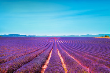 Lavender flowers blooming field and clear sky. Valensole, Proven