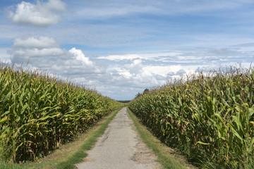 Country landscape near Morimondo (Milan)