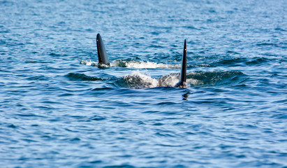 Killer Whales dorsal fin swimming