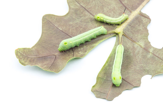 Three worms on leaf 