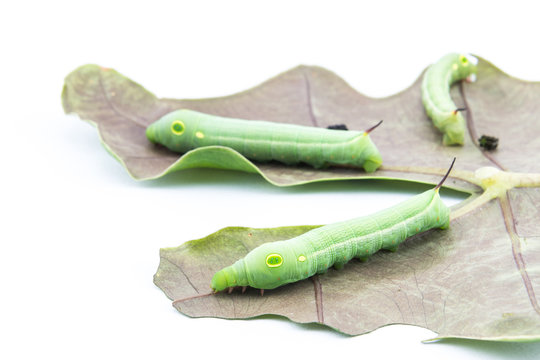 Three worms on leaf 