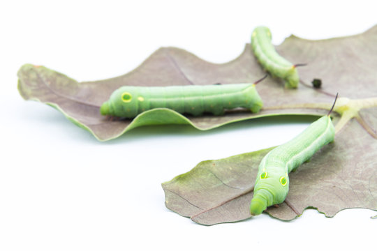 Three worms on leaf 