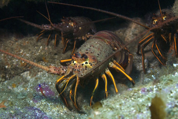 Lobster in the wild at California reef