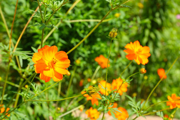 Fresh flowers over green grass background