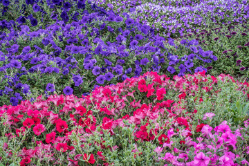 Obraz premium background of petunia flowers