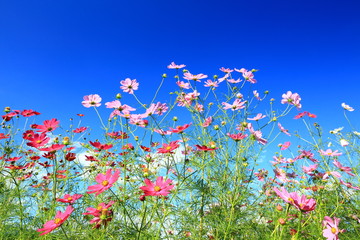 Fototapeta premium コスモスの花 