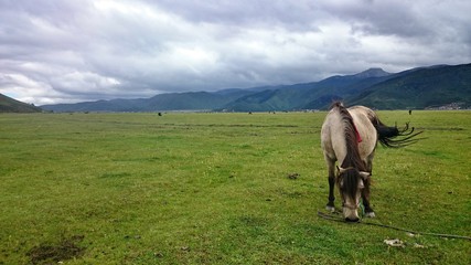 Obraz premium Napa Hai - Pferd grast in der Hochebene