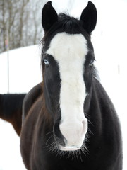 Obraz premium snow horse winter