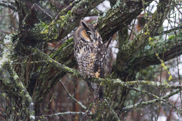 long eared owl