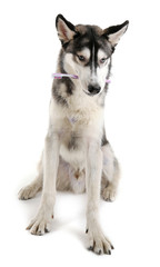 Beautiful huskies dog with toothbrush isolated on white