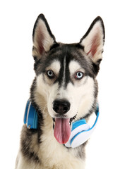 Beautiful huskies dog with headphones isolated on white