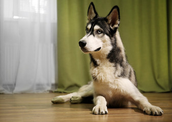 Beautiful huskies dog on floor in room