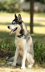Beautiful huskies dog in park