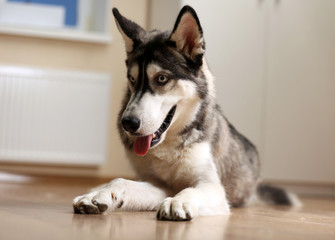 Beautiful huskies dog on floor in room