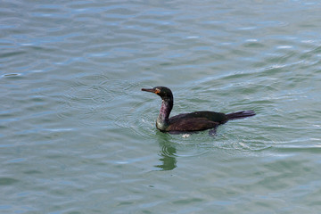 Pelagic Cormorant