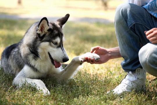 Young Man With Beautiful Huskies Dog In Park