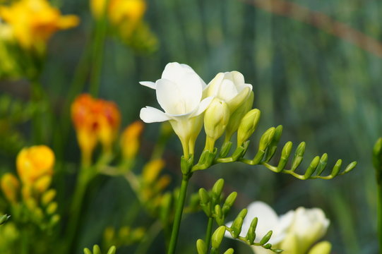 Fressia en vivero de Mendoza, Argentina