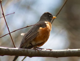 Red Robin sitting on a Tree Branch