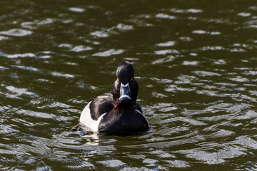 Ring-necked Duck