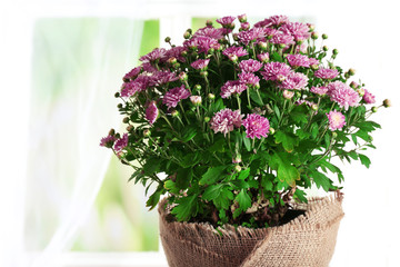 Beautiful purple chrysanthemum flowers on light curtains background