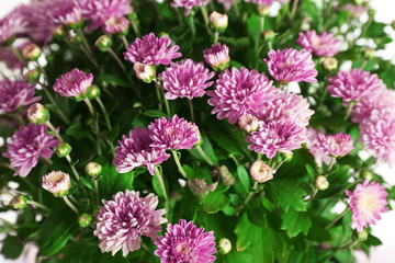 Beautiful purple chrysanthemum flowers, closeup
