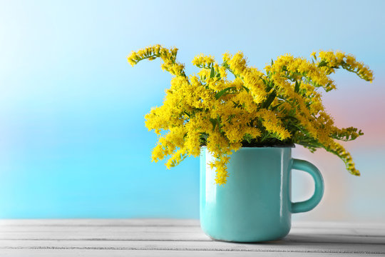 Beautiful mimosa flowers on light blue background