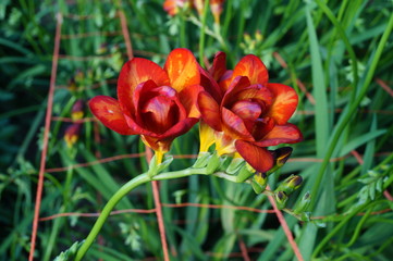 Fressia en vivero de Mendoza, Argentina