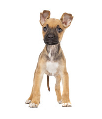 Obraz premium One cute mixed breed shepherd labrador puppy