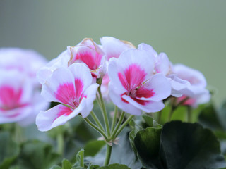 Fototapeta premium Pink and White Flowers