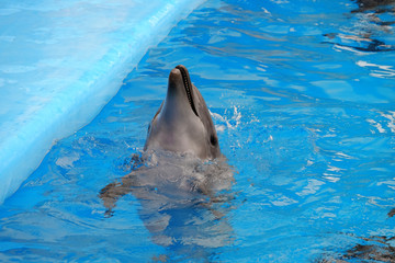 Obraz premium Cute dolphin in the dolphinarium