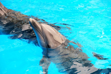 Fototapeta premium Cute dolphins in the dolphinarium