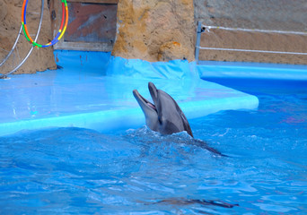 Cute dolphin in the dolphinarium
