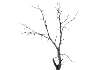 Fototapeta premium Single old and dead tree isolated on white background