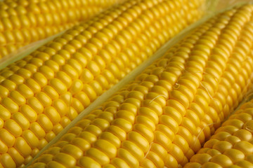 Ripe corn closeup