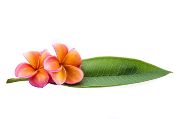 flower on white backgrounds,Frangipani Flower
