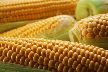 Ripe corn closeup