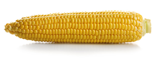 Ripe corn isolated on white