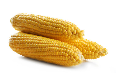 Ripe corn isolated on white