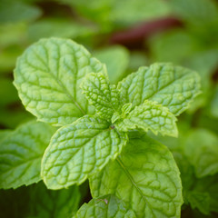 Growing Mint Leaves