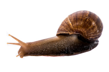Snail on white backgrounds