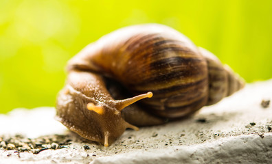 snail in garden