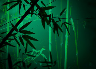 Fototapeta premium Bamboo