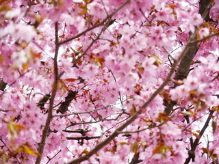 Pink cherry blossom in full bloom.