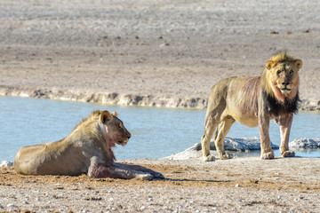 Lion in Etosha, Namibia