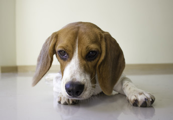 the cute beagle puppy dog