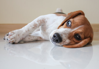 Portrait cute beagle puppy dog